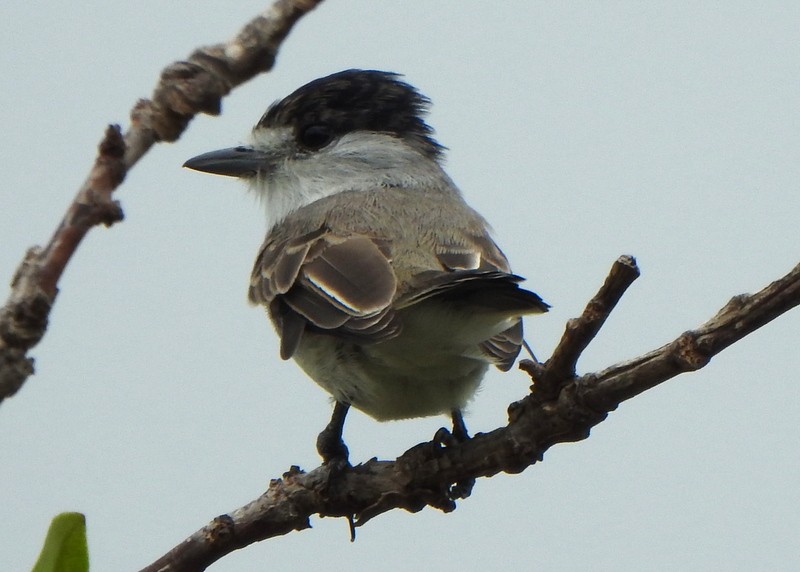 White-naped Xenopsaris - ML647334036
