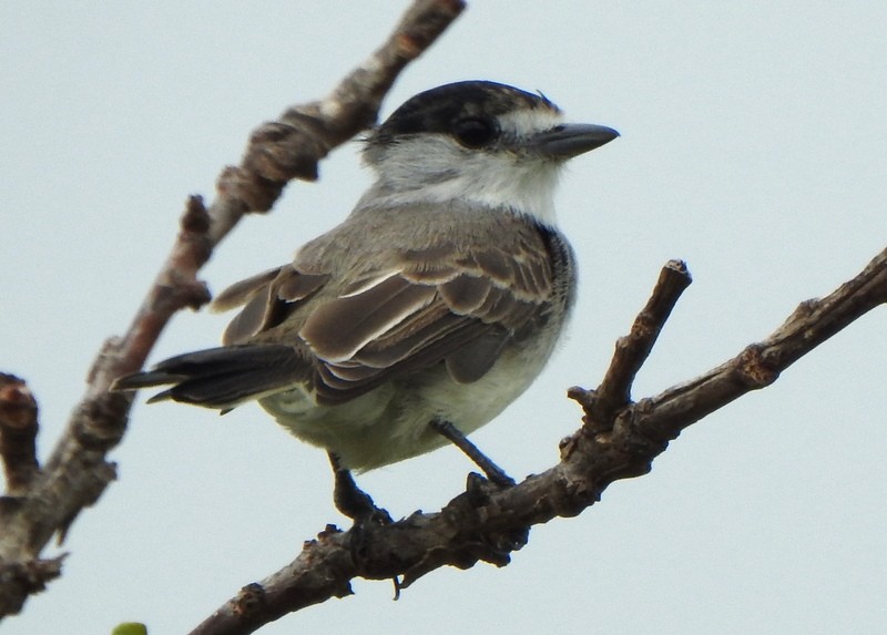 White-naped Xenopsaris - ML647334037
