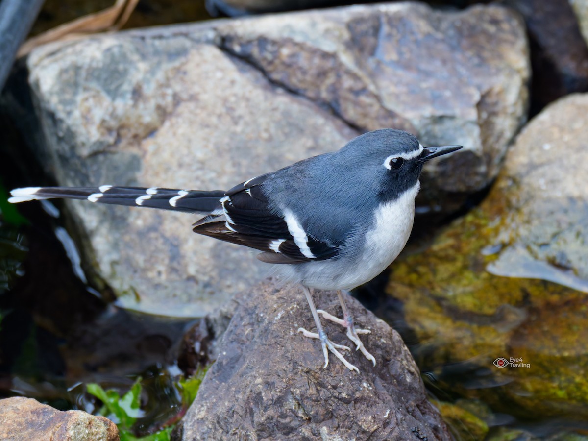Slaty-backed Forktail - ML647334038