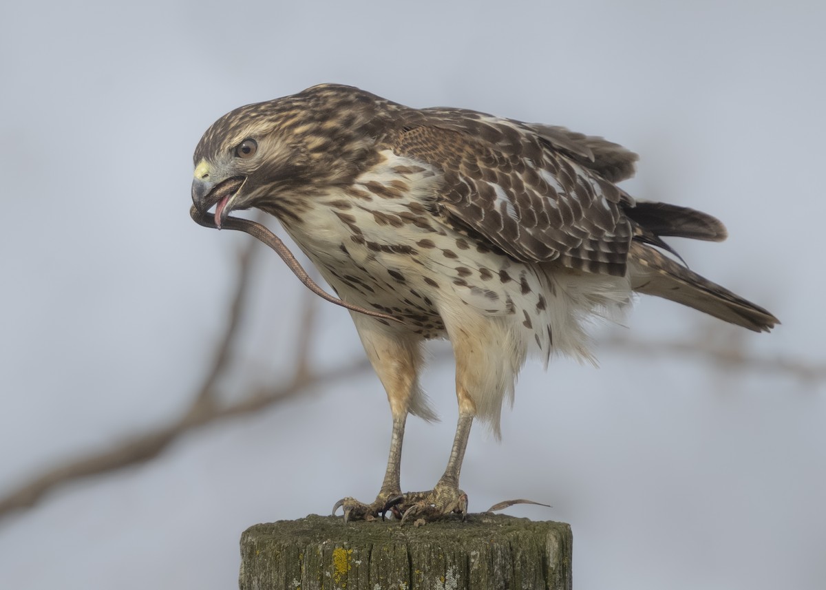Red-shouldered Hawk - ML647334041