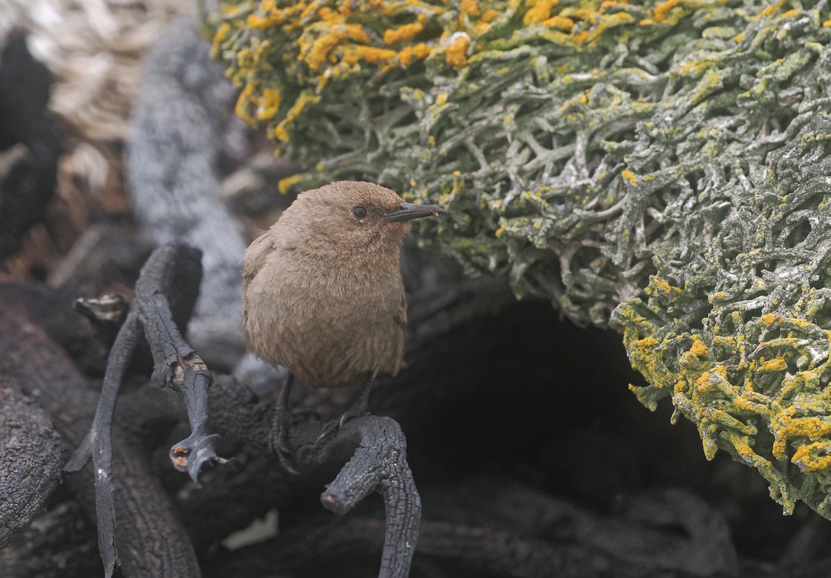 Falklandzaunkönig - ML647334047