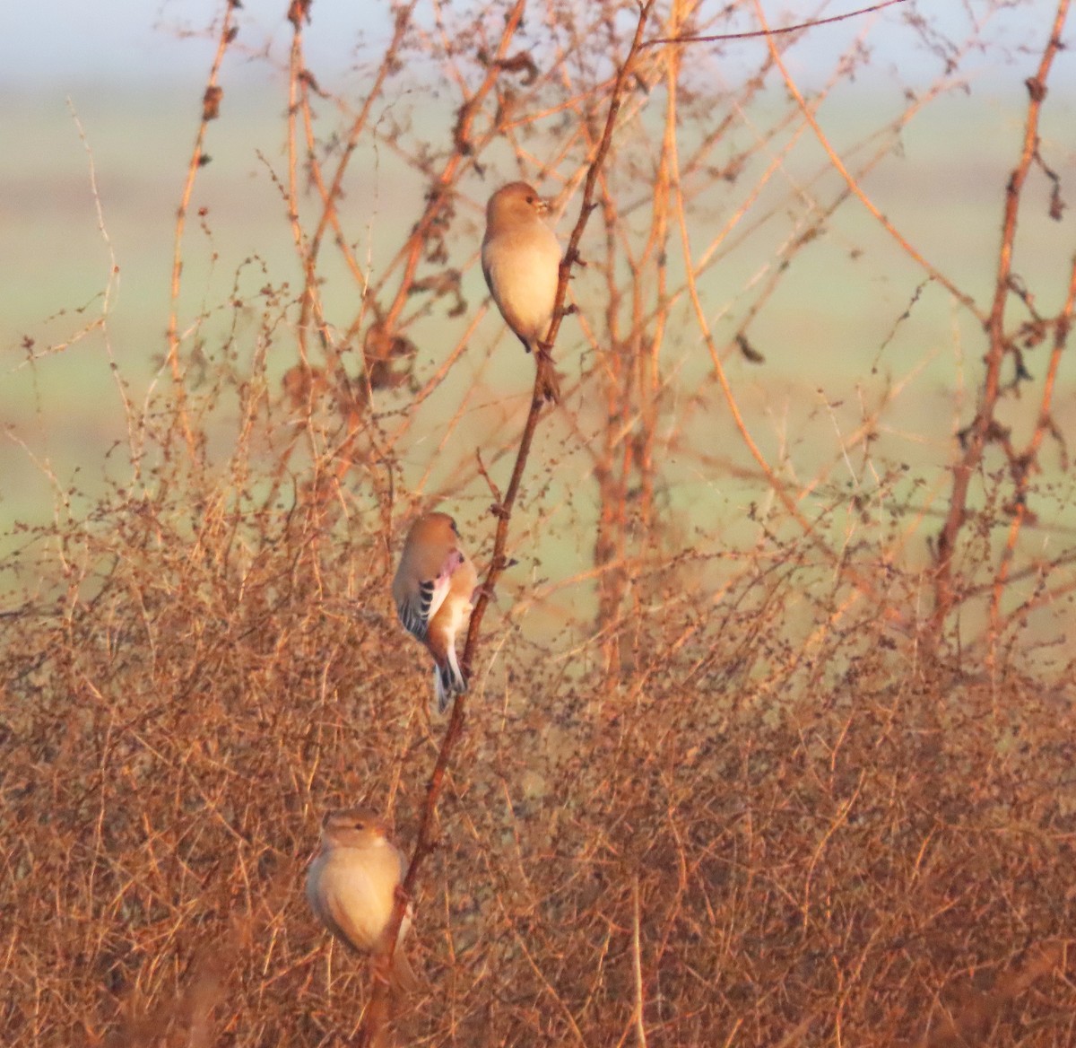 Desert Finch - ML647334048