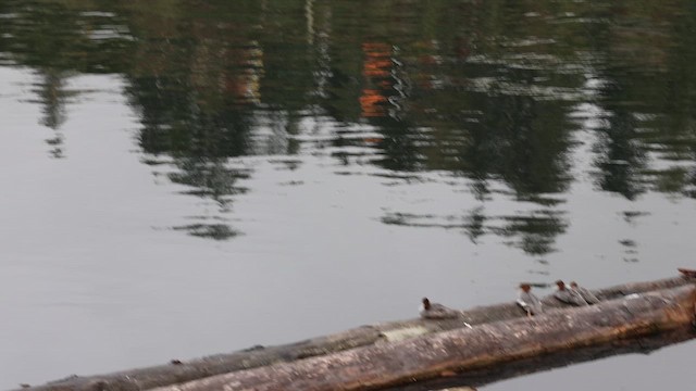 Sarı Başlı Kuyruksallayan - ML647334051