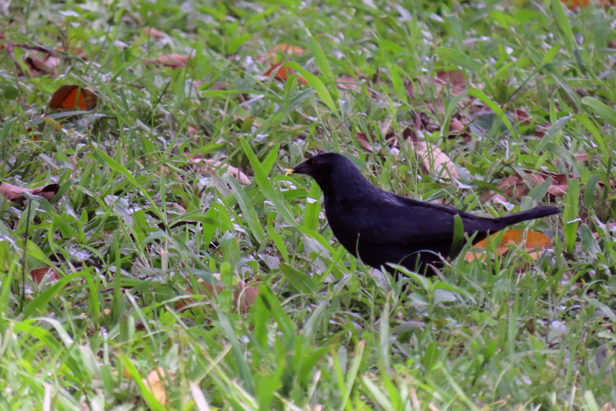 Chopi Blackbird - ML647334053
