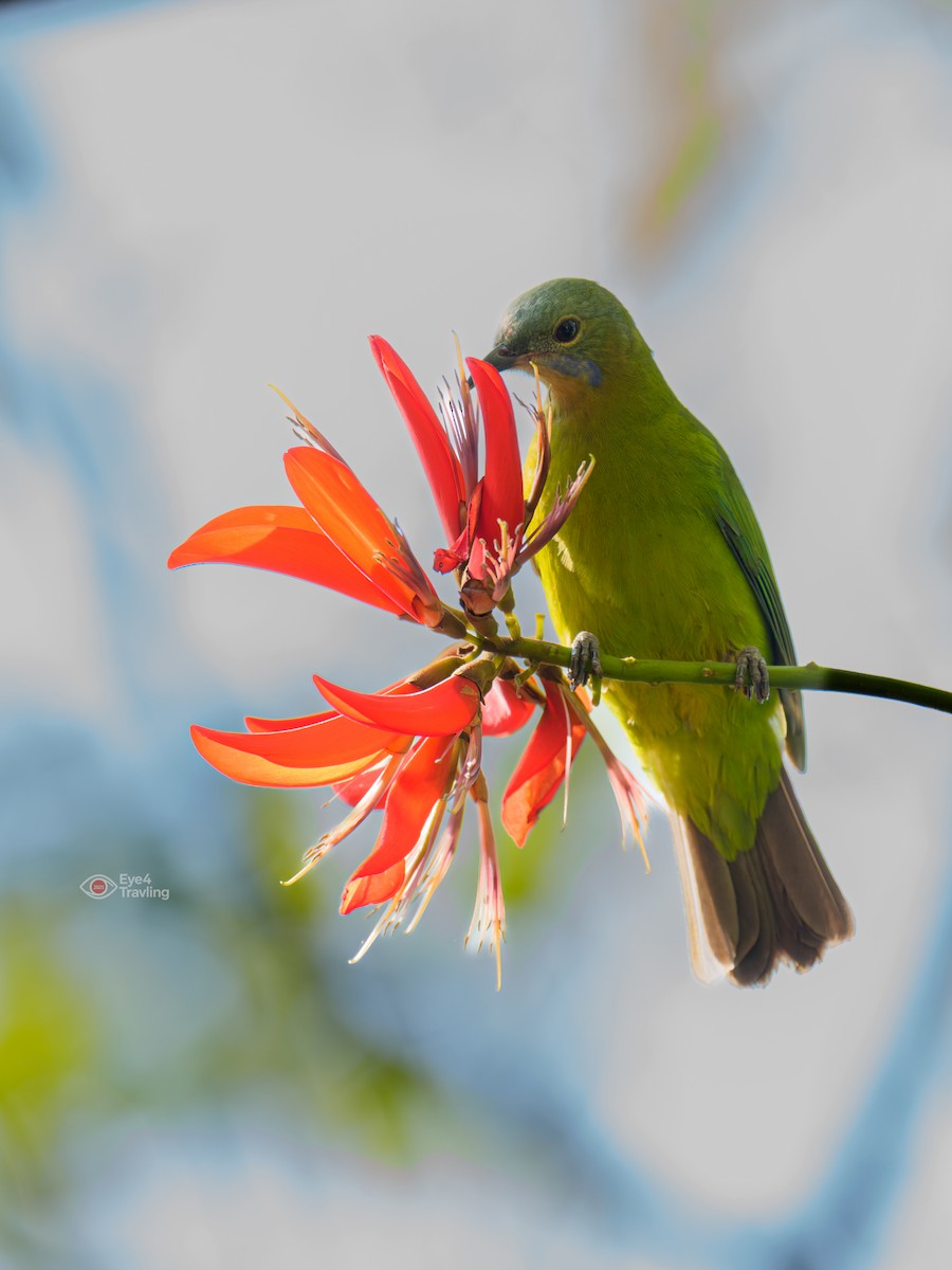 Orange-bellied Leafbird - ML647334060
