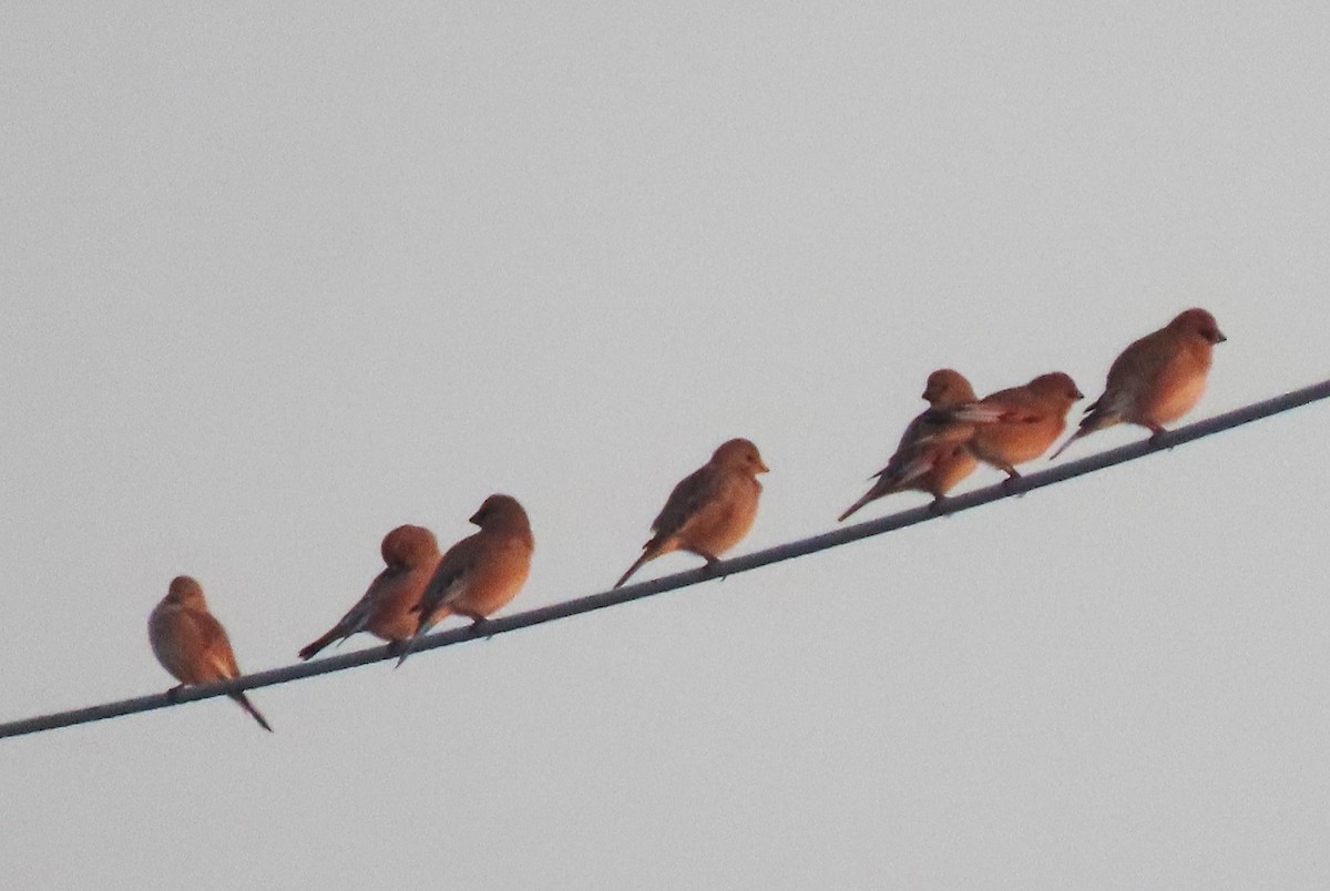 Desert Finch - ML647334063