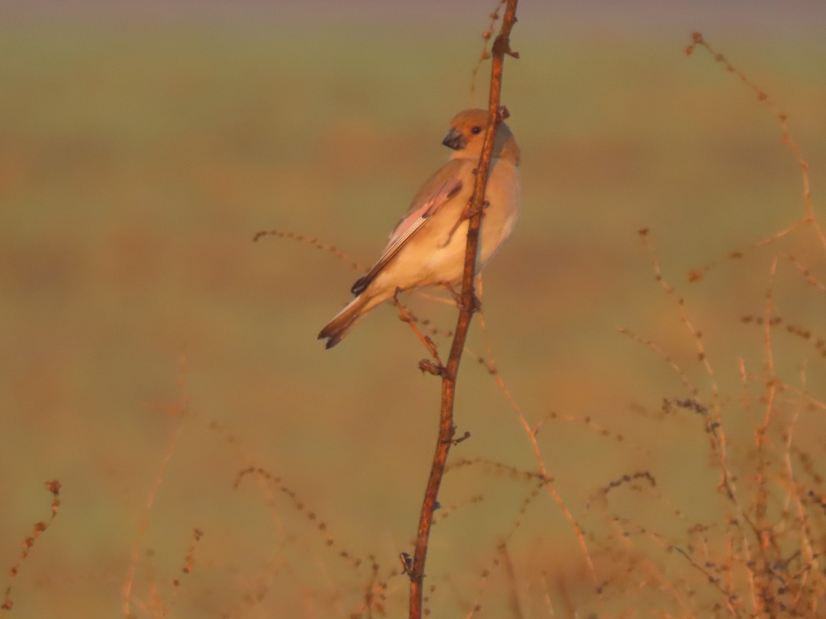 Desert Finch - ML647334067