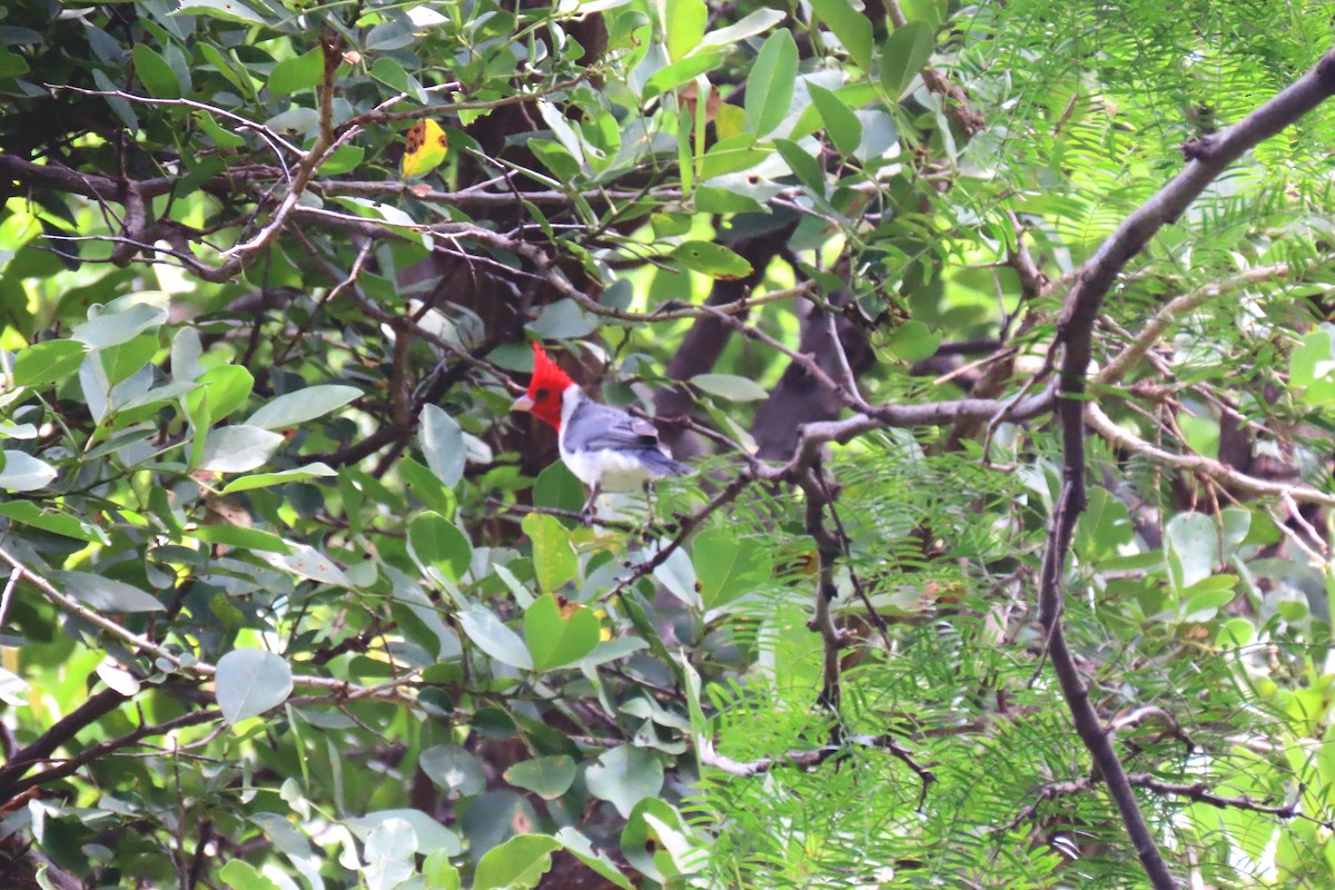 Red-crested Cardinal - ML647334069