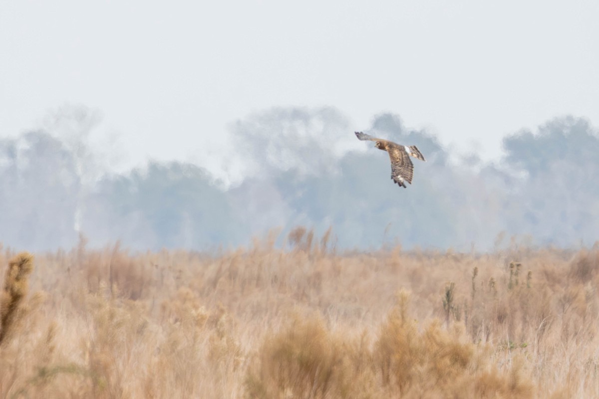 Mirotz zuri iparramerikarra - ML647334071