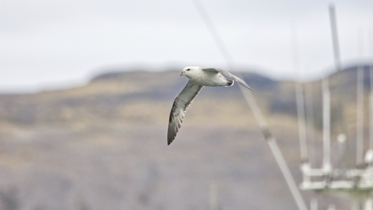 Northern Fulmar (Atlantic) - ML647334076