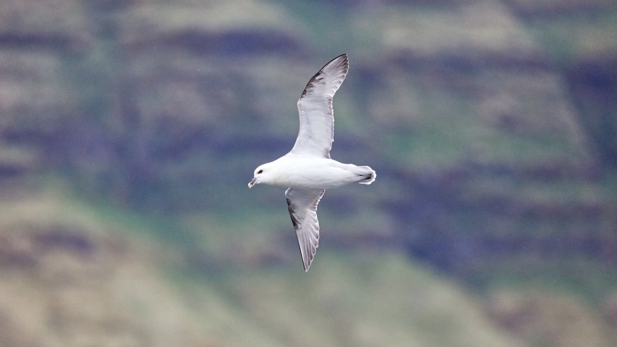 Northern Fulmar (Atlantic) - ML647334077