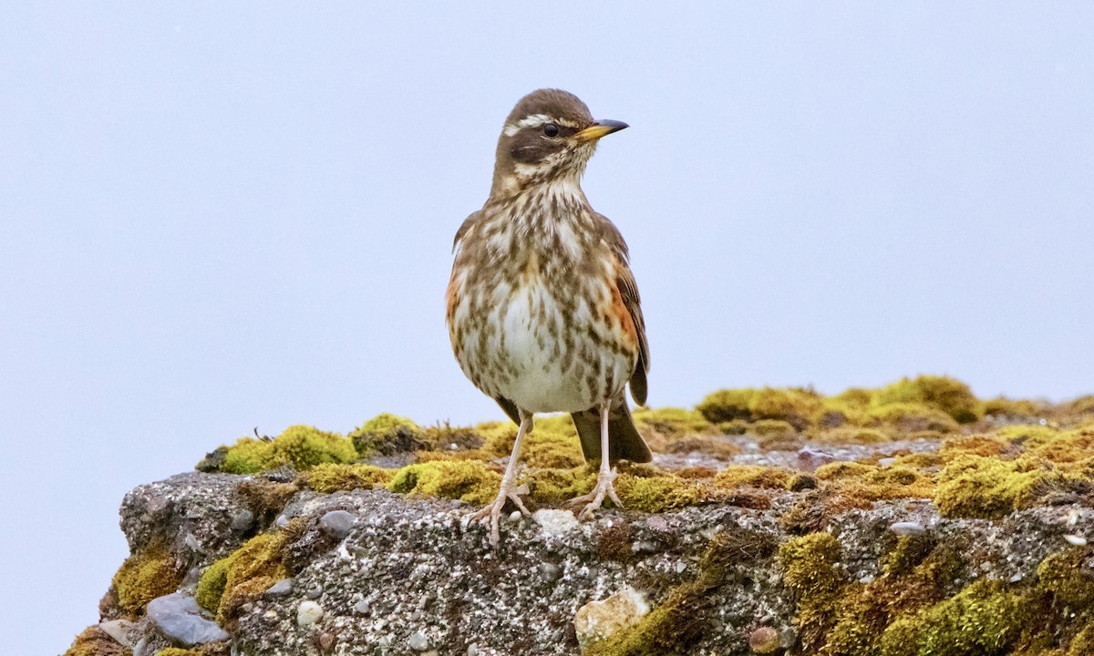 Redwing (Icelandic) - ML647334091