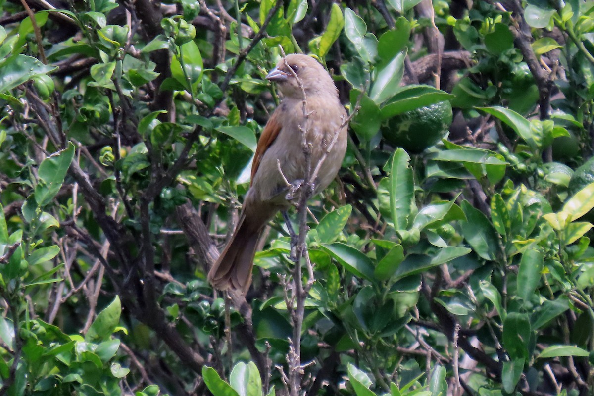 Grayish Baywing - ML647334093