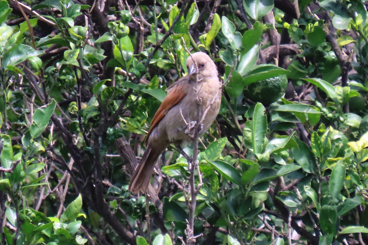 Grayish Baywing - ML647334094