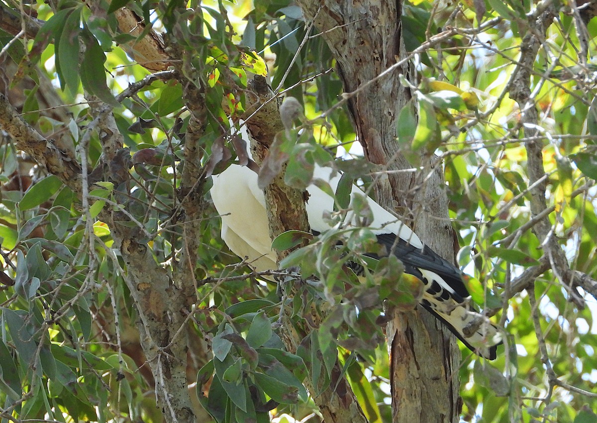 Torresian Imperial-Pigeon - ML647334100