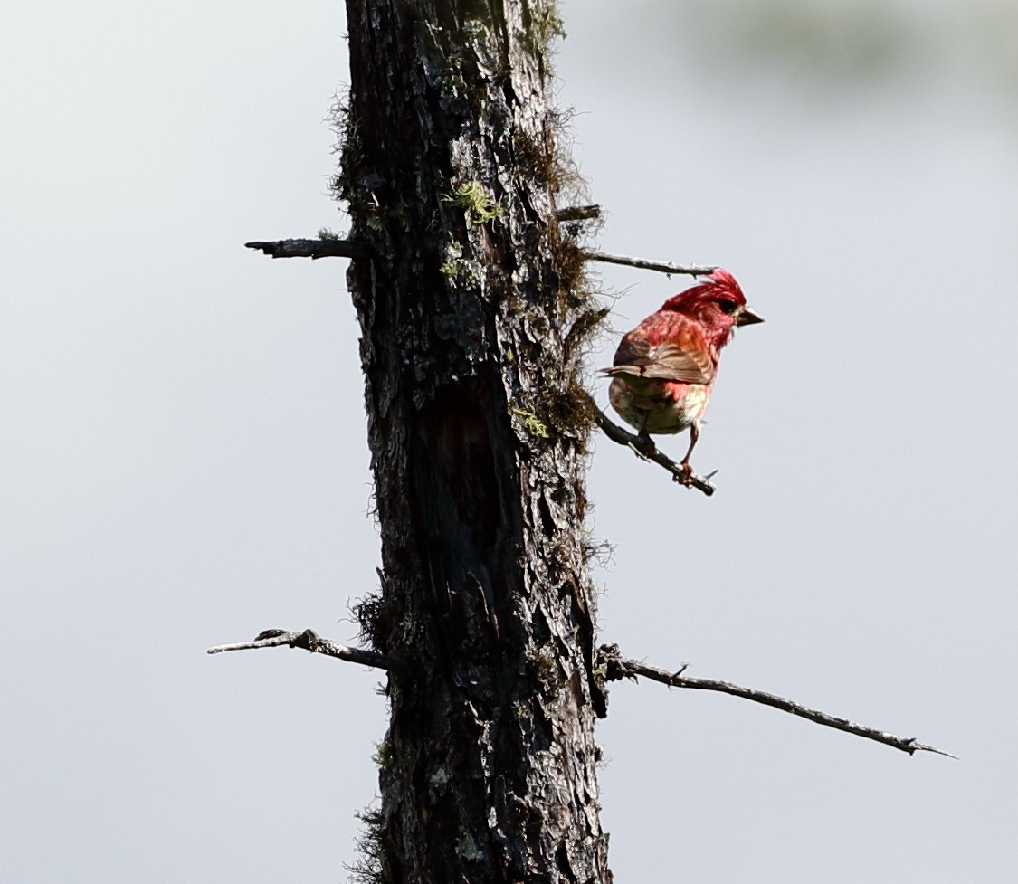 Purple Finch - ML64733411