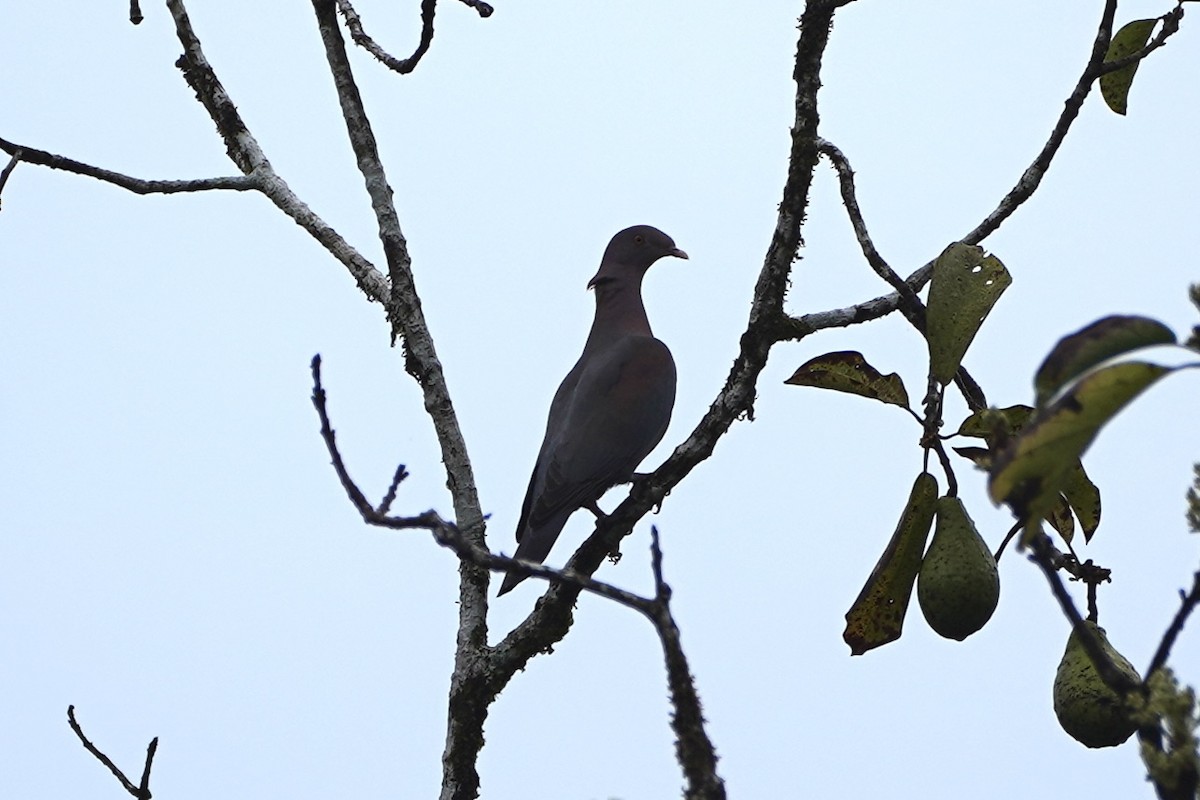Red-billed Pigeon - ML647334120