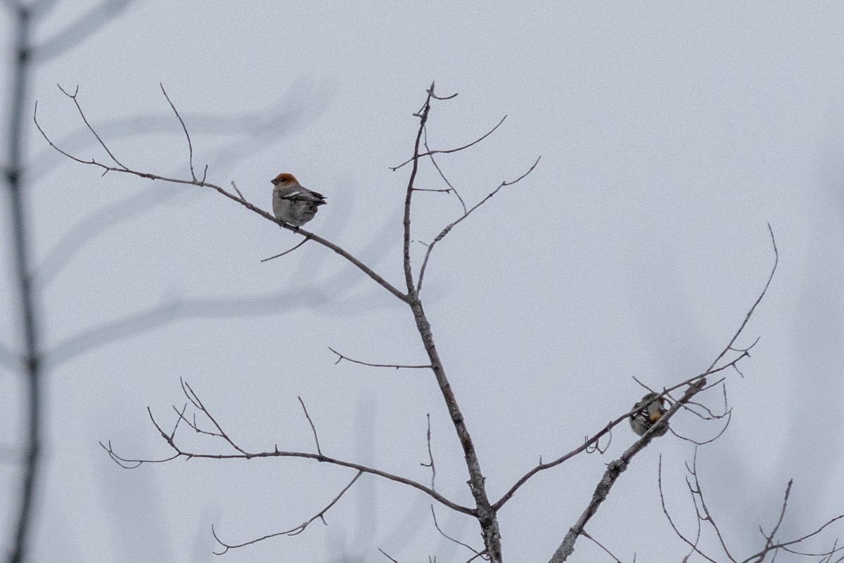 Pinu-gailupa - ML647334129