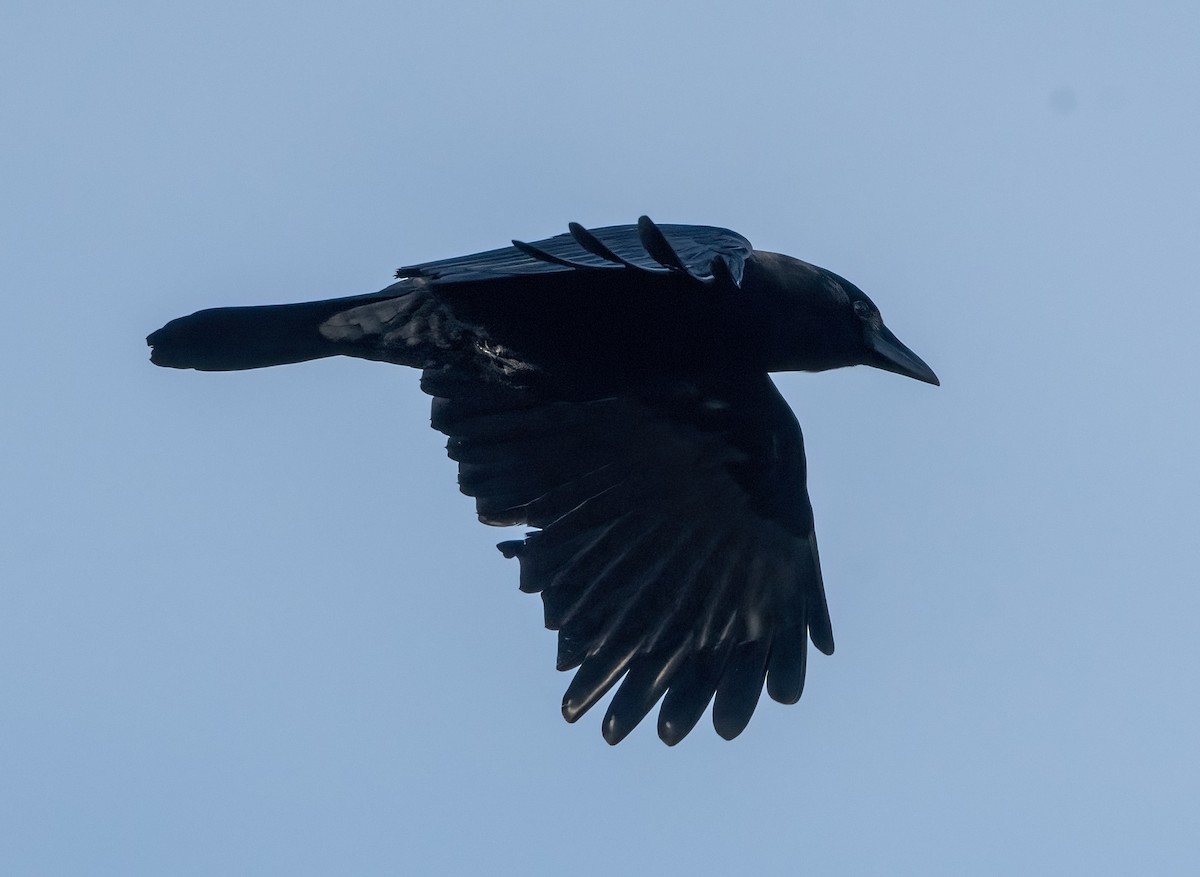 vrána americká - ML647334130