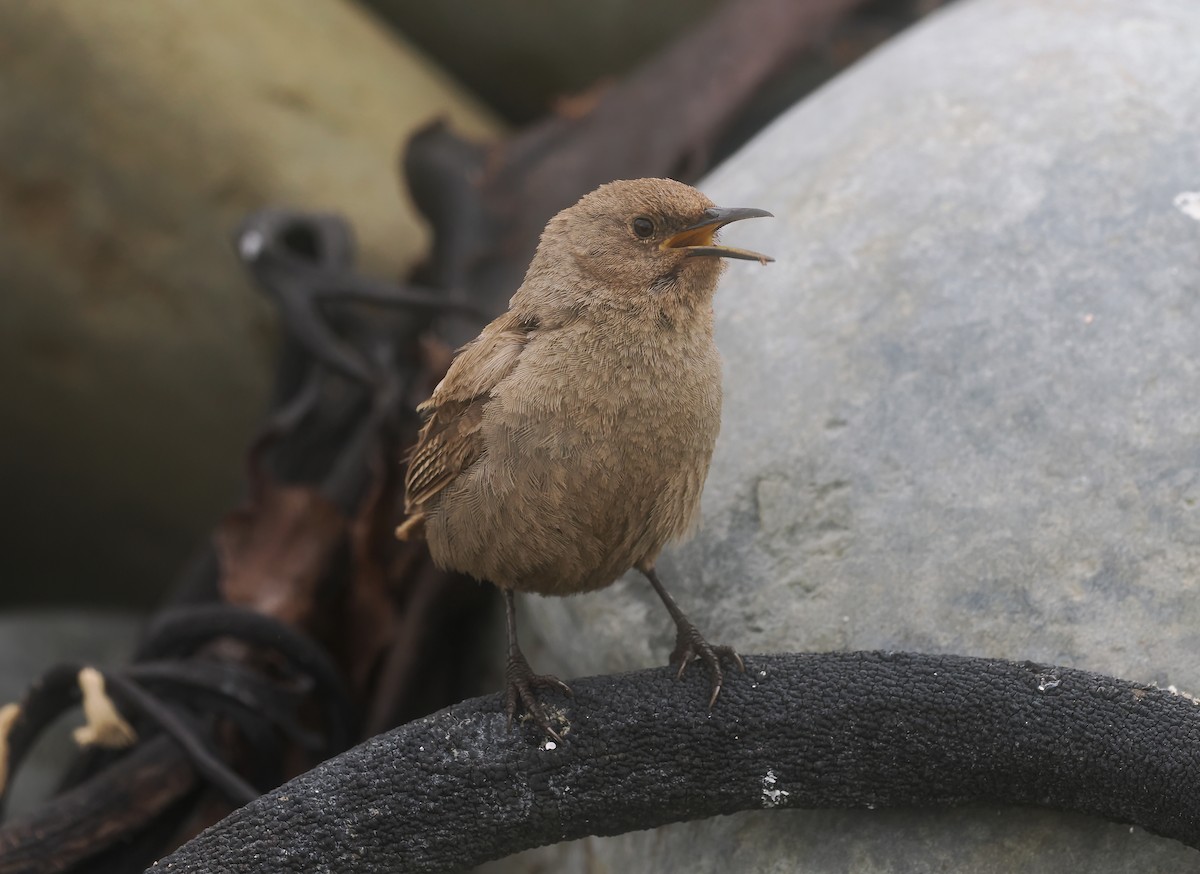 Falklandzaunkönig - ML647334150