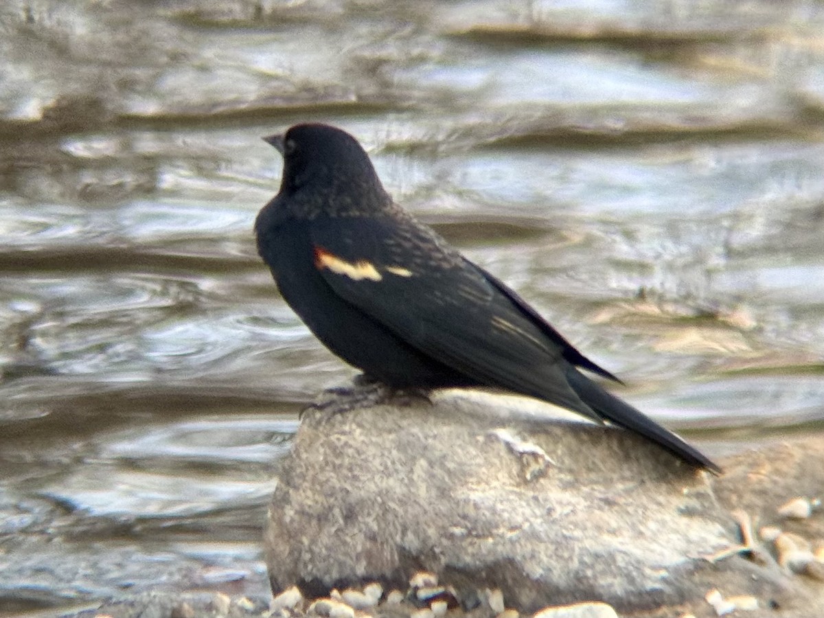 Red-winged Blackbird - ML647334165