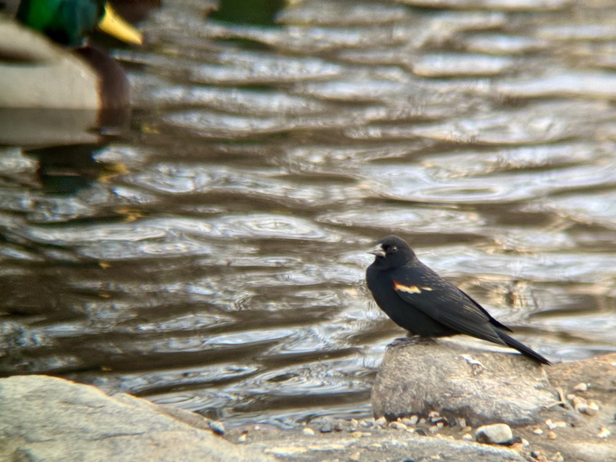 Red-winged Blackbird - ML647334166