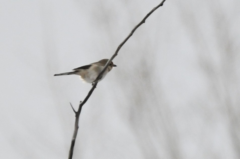 ťuhýk severní - ML647334167