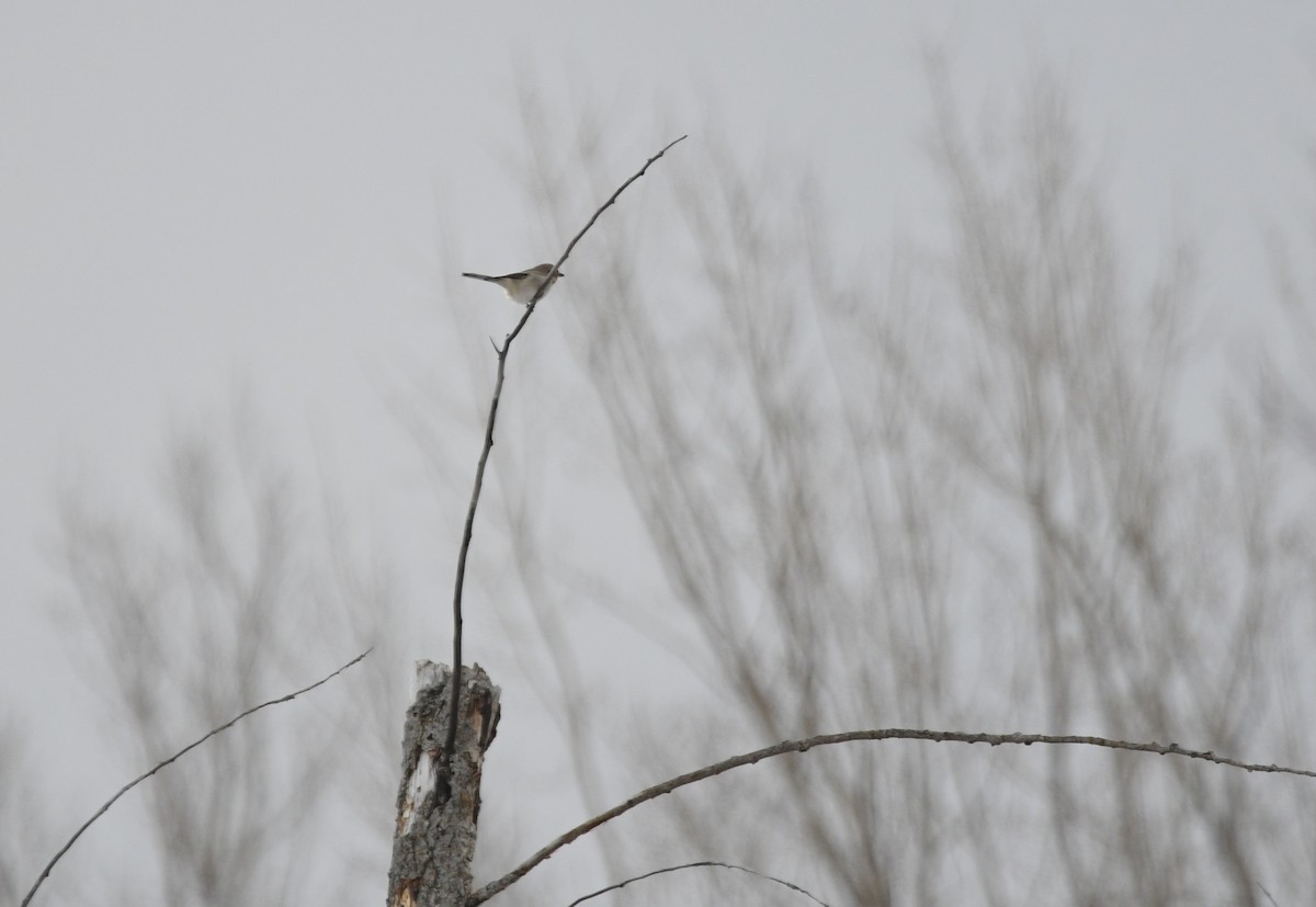 ťuhýk severní - ML647334168