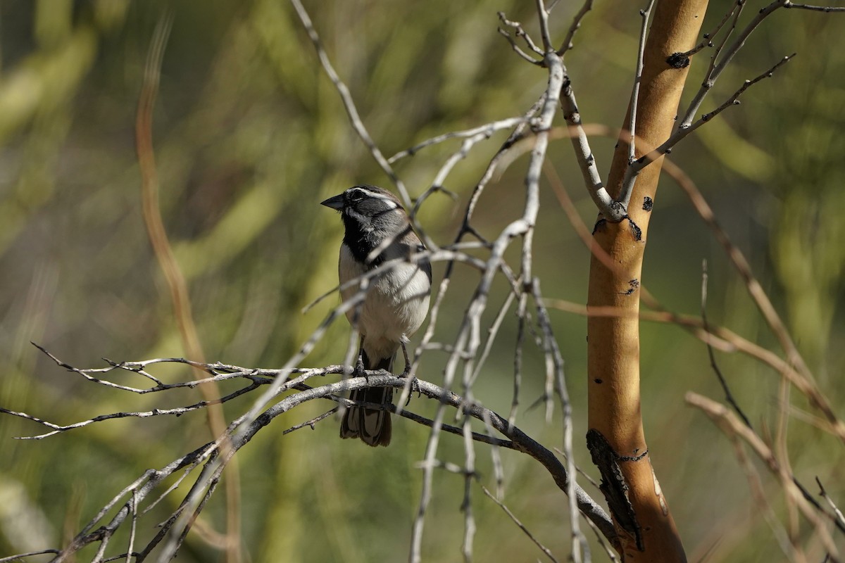 ノドグロヒメドリ - ML647334171