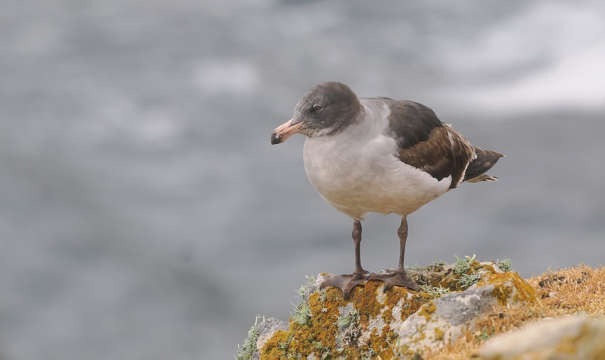 Goéland de Scoresby - ML647334191