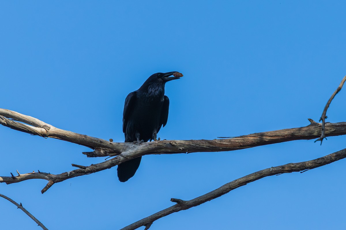 Common Raven - ML647334197