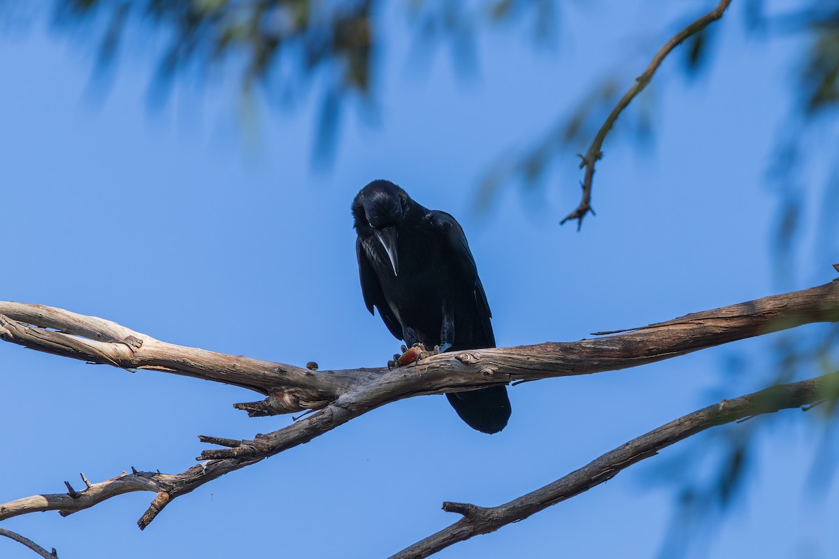 Common Raven - ML647334198