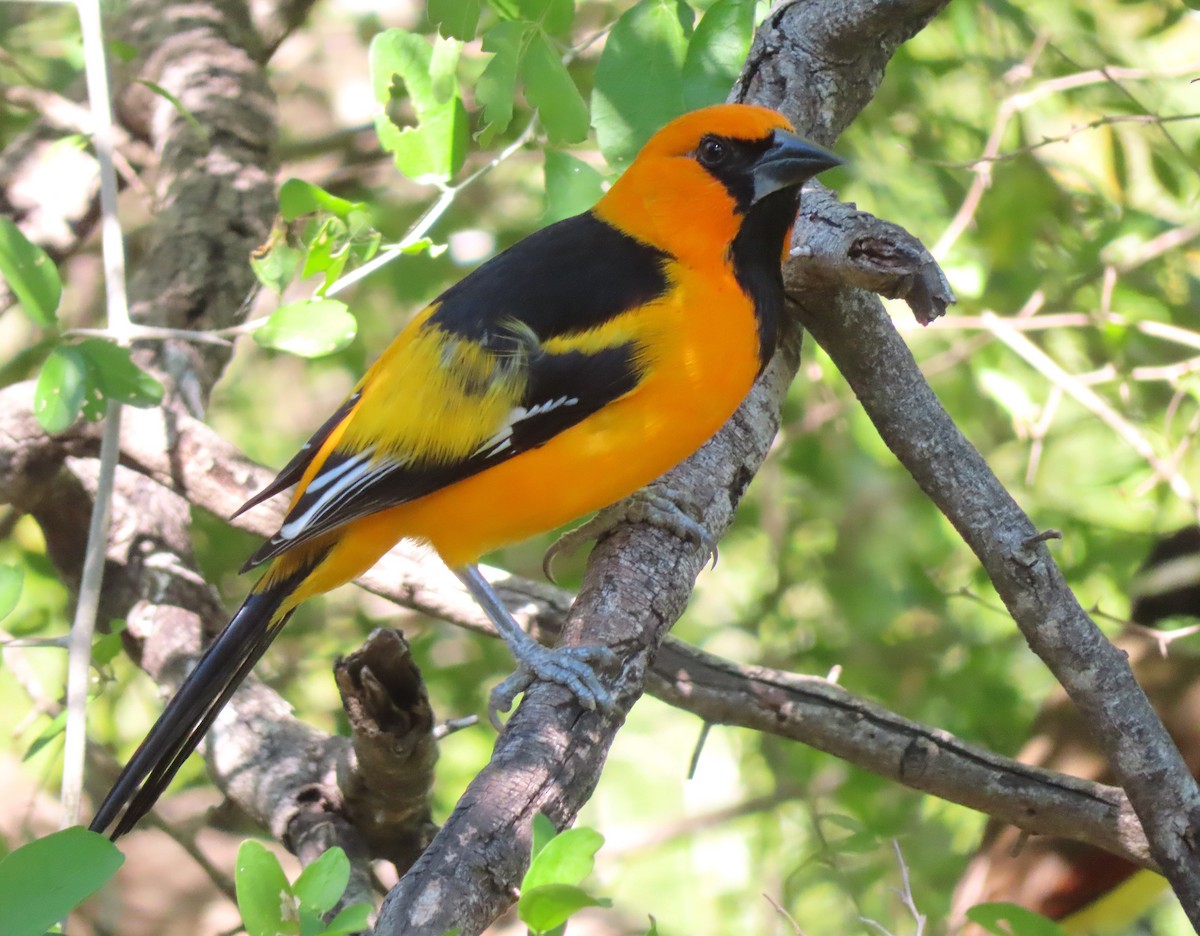 Altamira Oriole - ML647334206