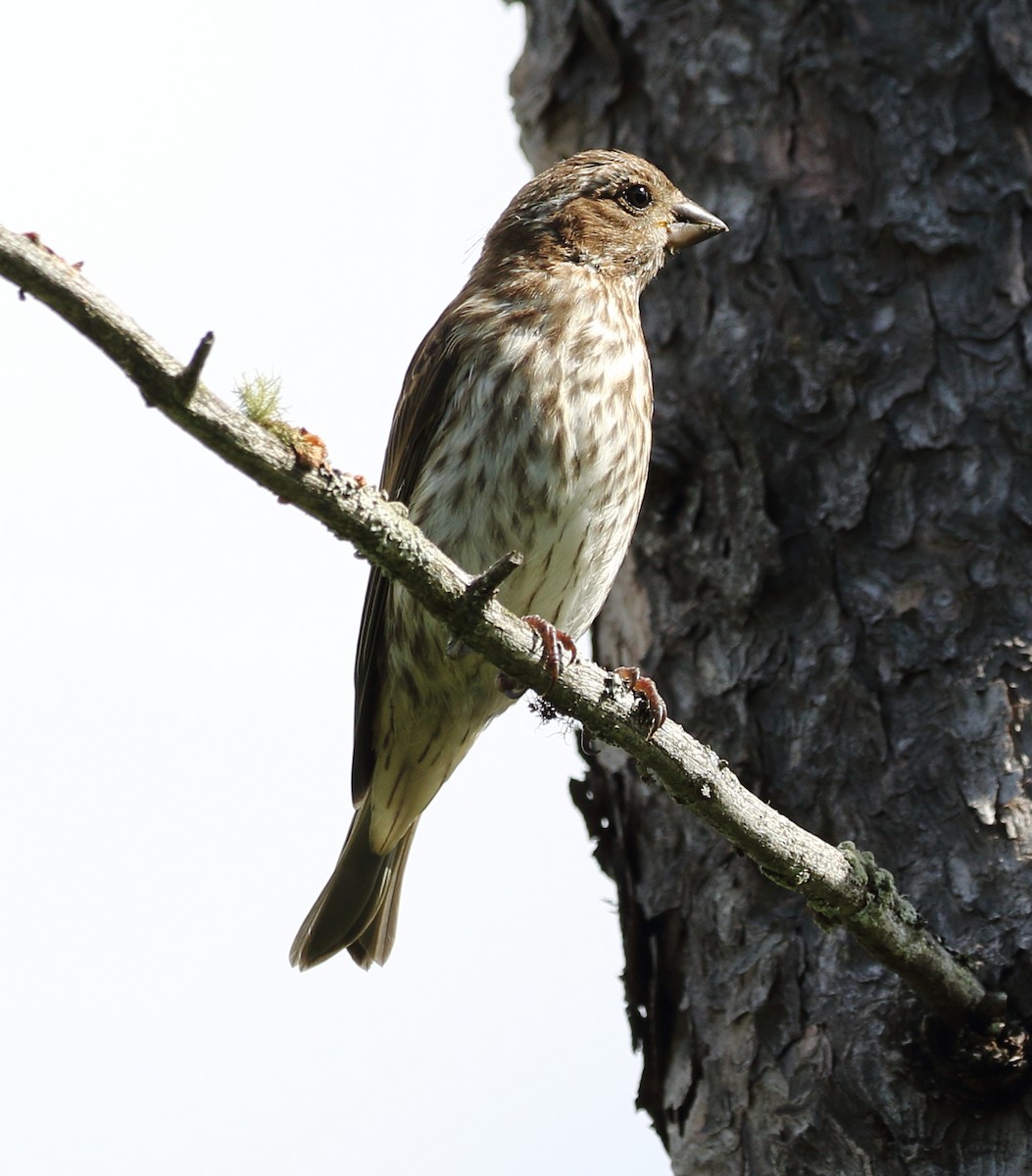 Purple Finch - David Bird