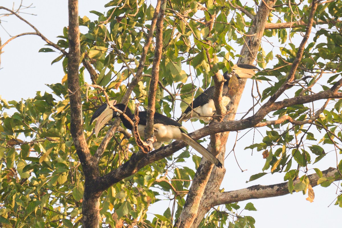 Malabar Pied-Hornbill - ML647334218
