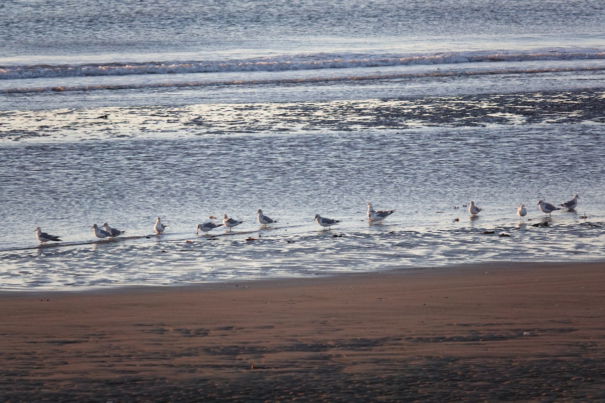 Gaviota de Alaska - ML647334219