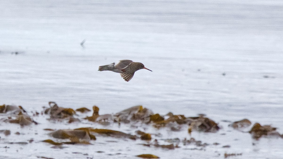 Common Redshank - ML647334221