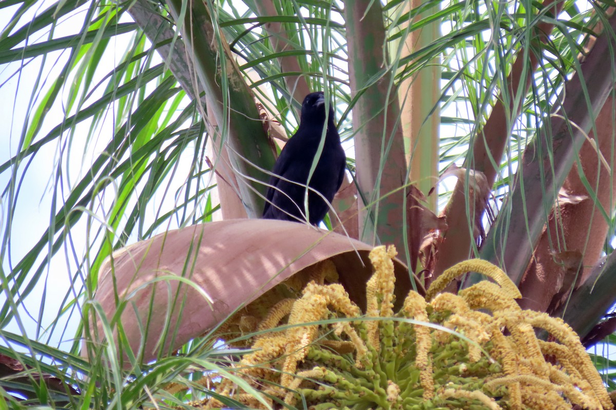 Chopi Blackbird - ML647334223