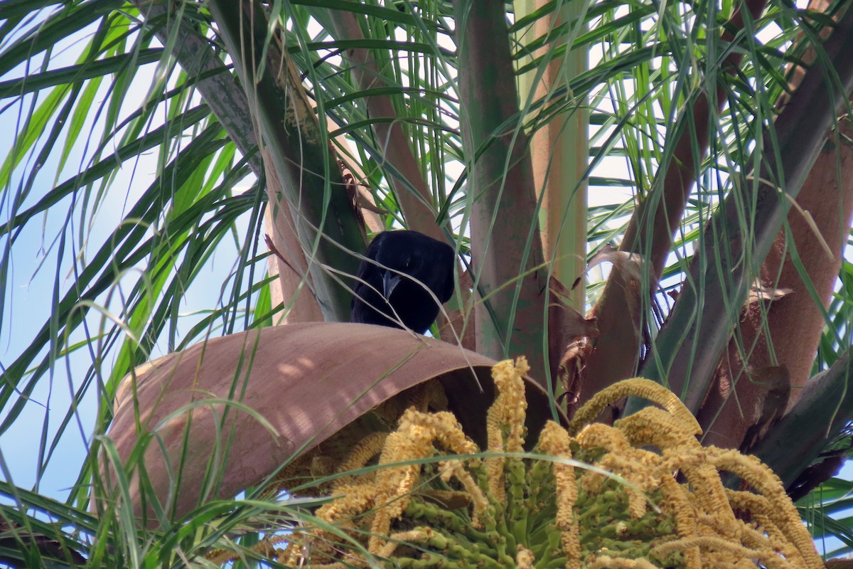 Chopi Blackbird - ML647334224