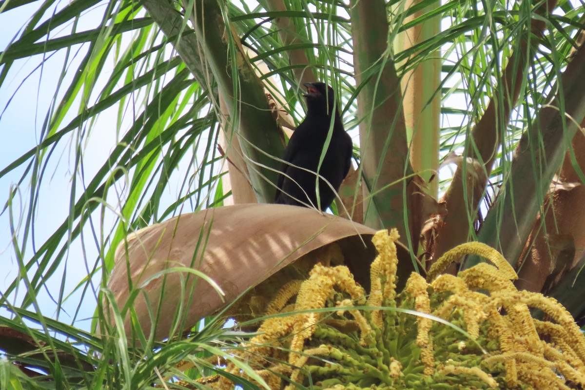 Chopi Blackbird - ML647334225