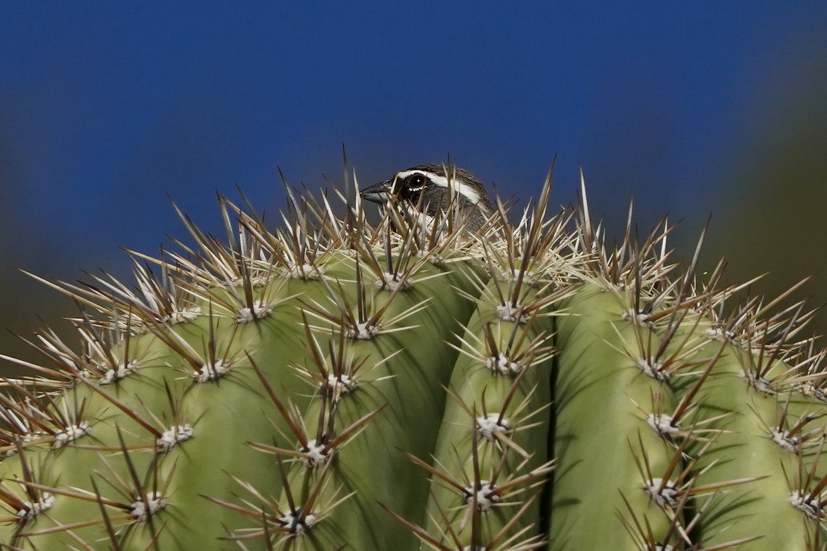 Black-throated Sparrow - ML647334237