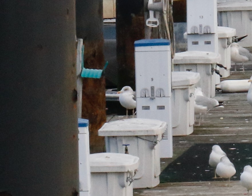 Lesser Black-backed Gull - ML647334238