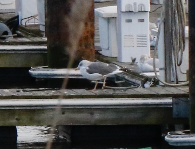Lesser Black-backed Gull - ML647334239