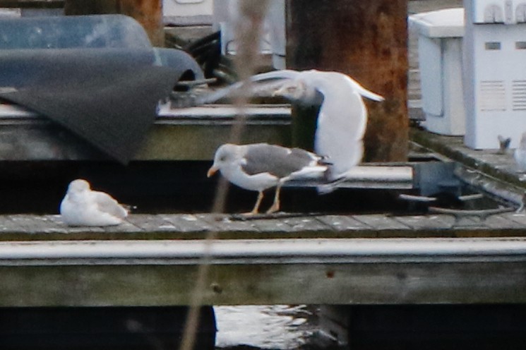 Lesser Black-backed Gull - ML647334240