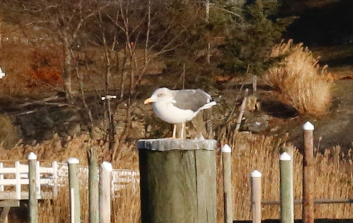 Lesser Black-backed Gull - ML647334241
