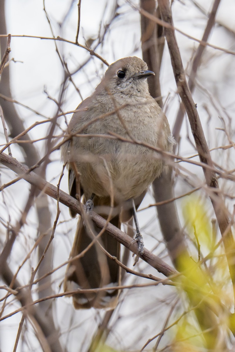 Silvereye - ML647334242