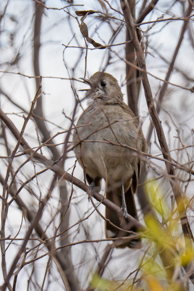 Silvereye - ML647334243