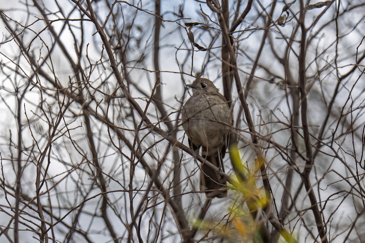 Silvereye - ML647334244