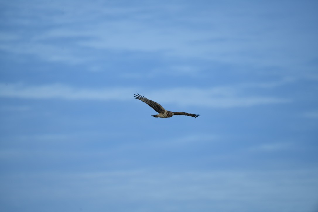 Peregrine Falcon - ML647334245