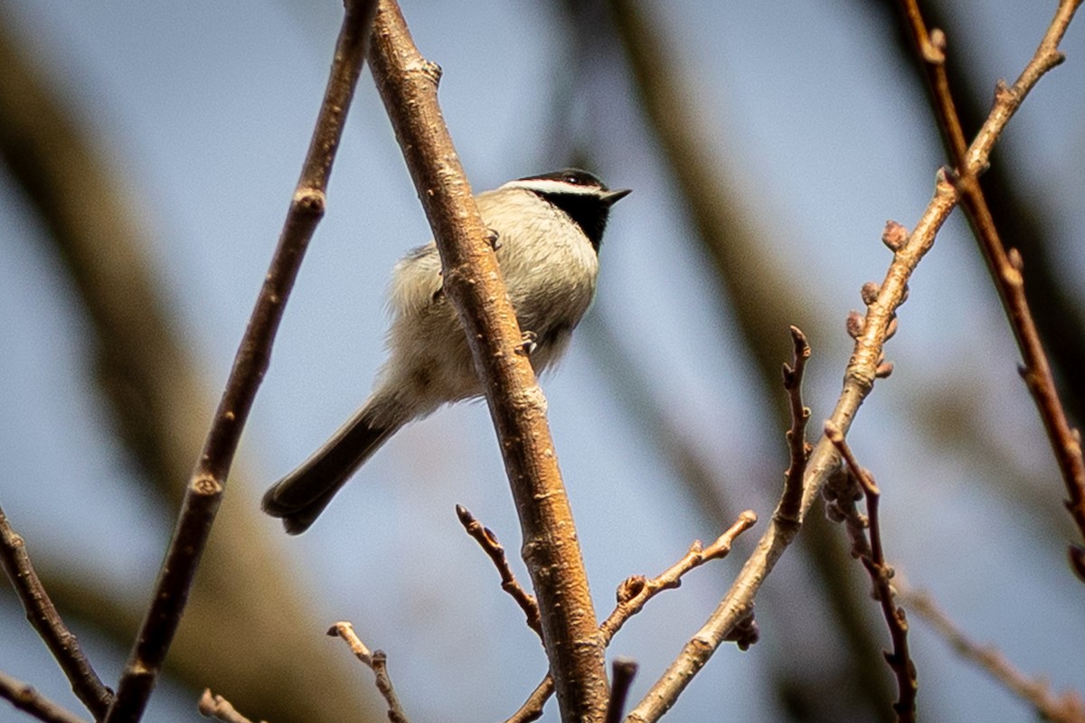 Carolina Chickadee - ML647334246